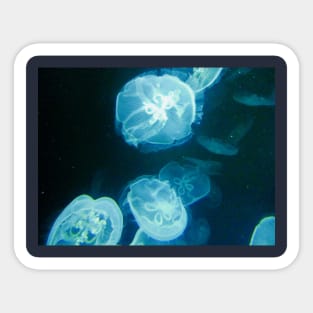 Jelly fish in the dark Sticker